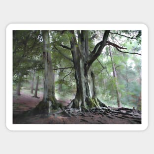 Back Forest Staffordshire. Peak District. Countryside Hiker landscape Sticker